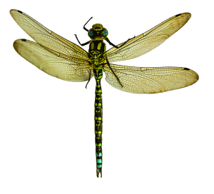 Dragonfly PNG-26272